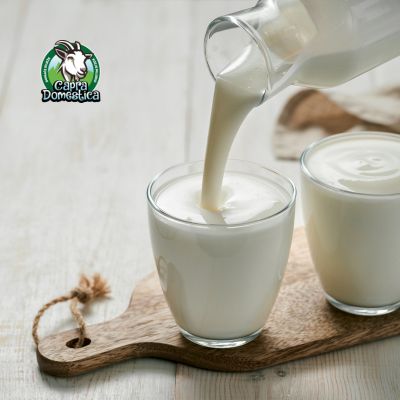 Powerbiotic probiotički napitak od kozjeg mlijeka u čaši - Capra Domestica